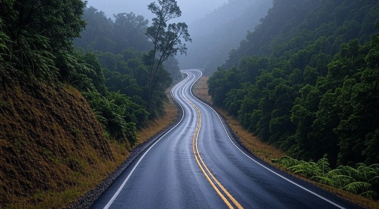 A road going through a forest on a foggy day