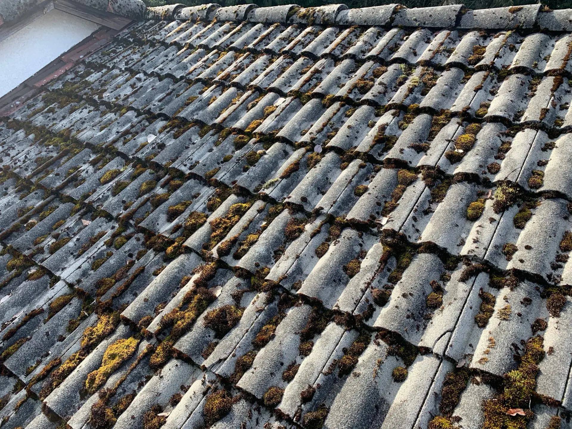 Curved roof tiles with patches of moss and surface discoloration