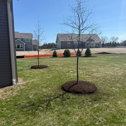 Young trees planted along orange construction fencing near a new home