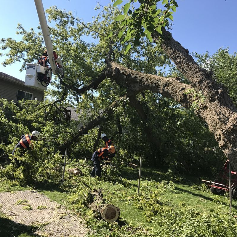 Arborist in bucket lift cutting tree limbs near a home in Kenosha, WI