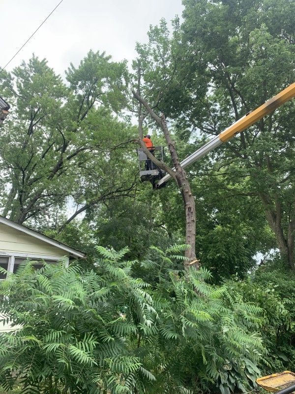 Arborist in bucket lift cutting branches high in tree canopy during tree removal in Kenosha, WI
