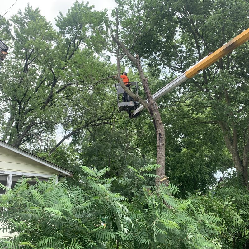 Arborist in bucket lift removing branches from a large tree