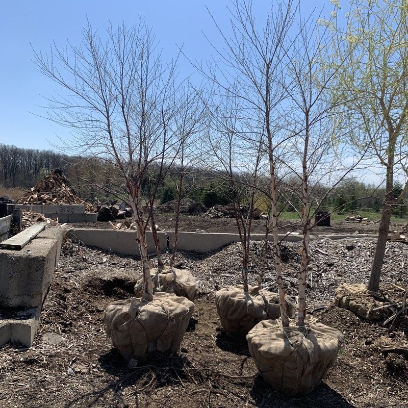 Balled-and-burlapped trees staged for planting at a job site in Pleasant Prairie, WI