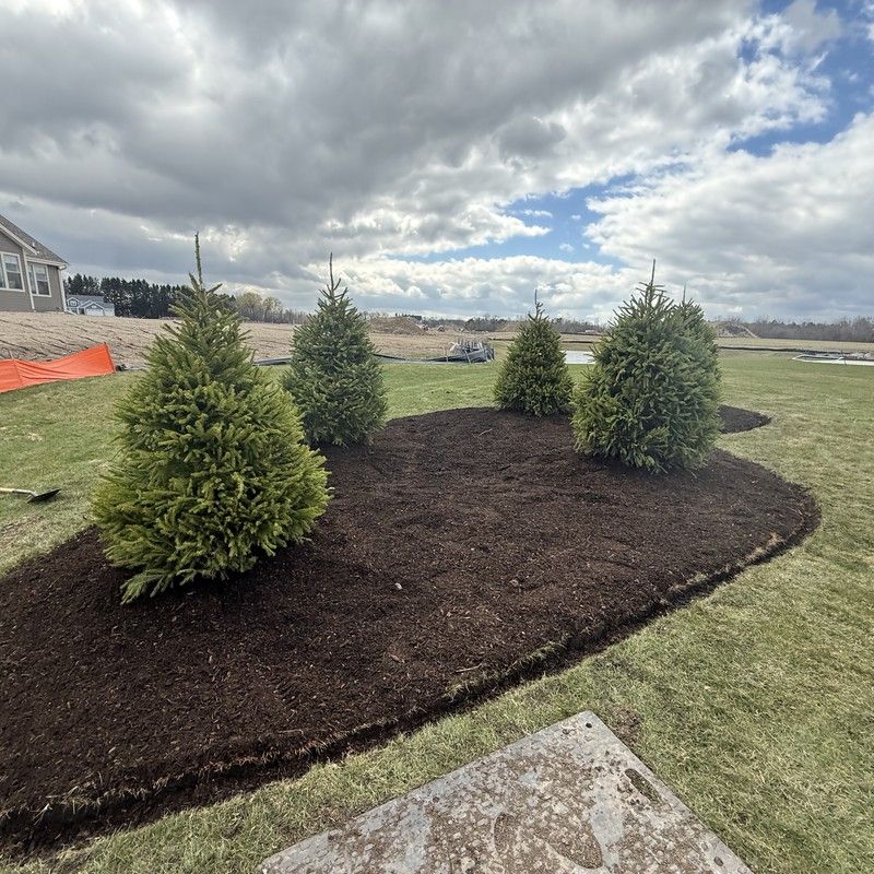 Newly planted spruce trees with mulch bed installed in Pleasant Prairie, WI