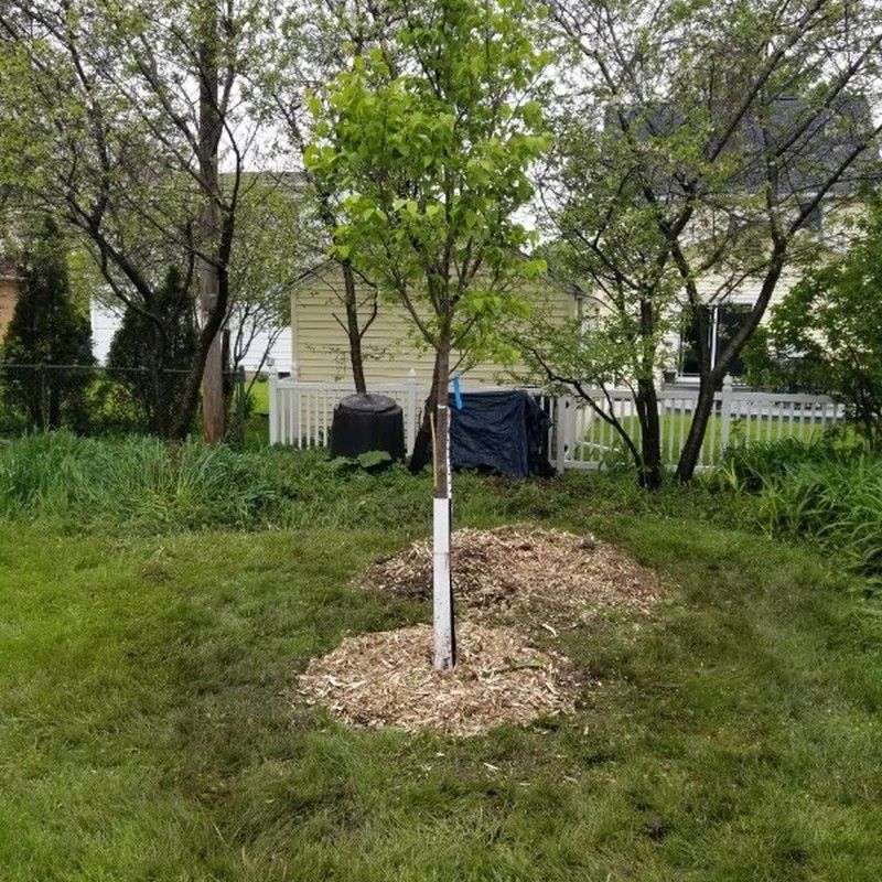 Newly planted young tree with stakes in a backyard in Bristol, WI