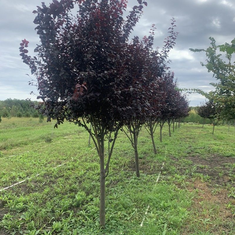 Purple-leaf ornamental tree from nursery stock in Bristol, WI