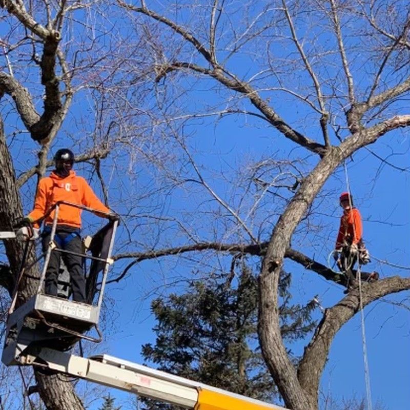 Arborists trimming a large tree canopy in Kenosha, WI