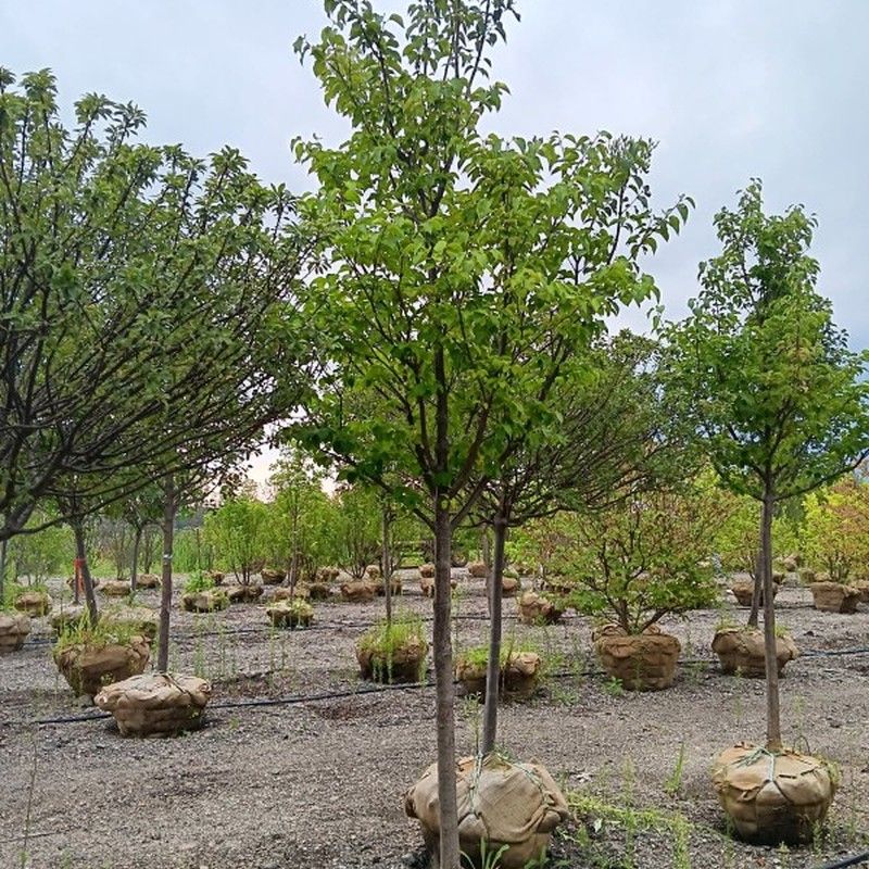 Mature tree canopy from nursery stock planted in Bristol, WI
