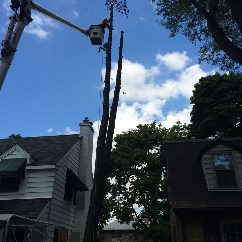 Bucket lift silhouetted against a cloudy sky during tree removal in Kenosha, WI