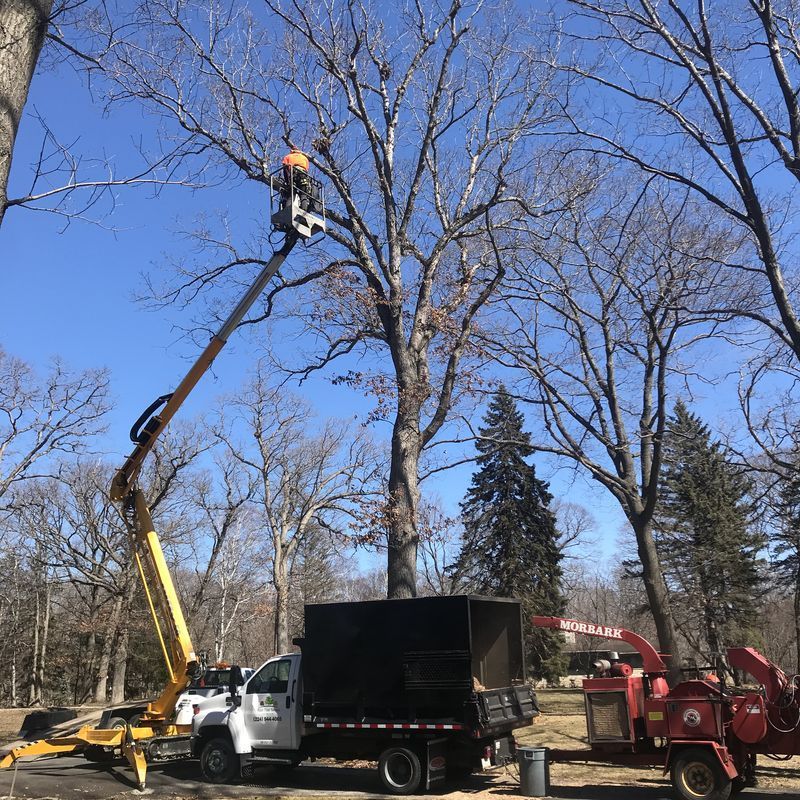 Arborist in bucket lift cutting branches from a bare tree
