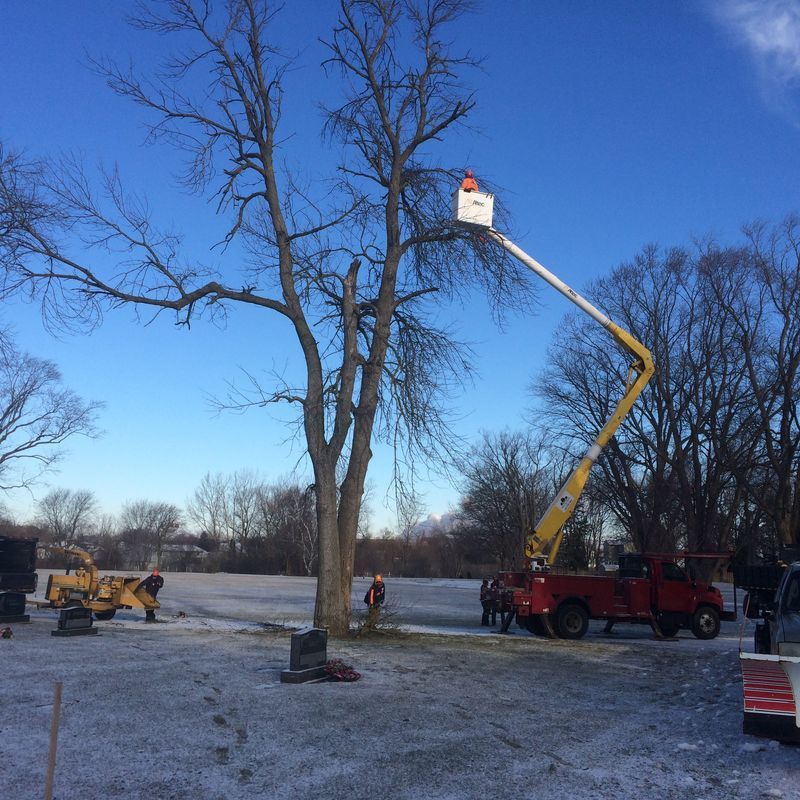 Bucket lift extending into bare tree branches for tree removal