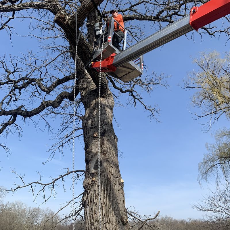 Arborist in bucket lift trimming high tree limbs