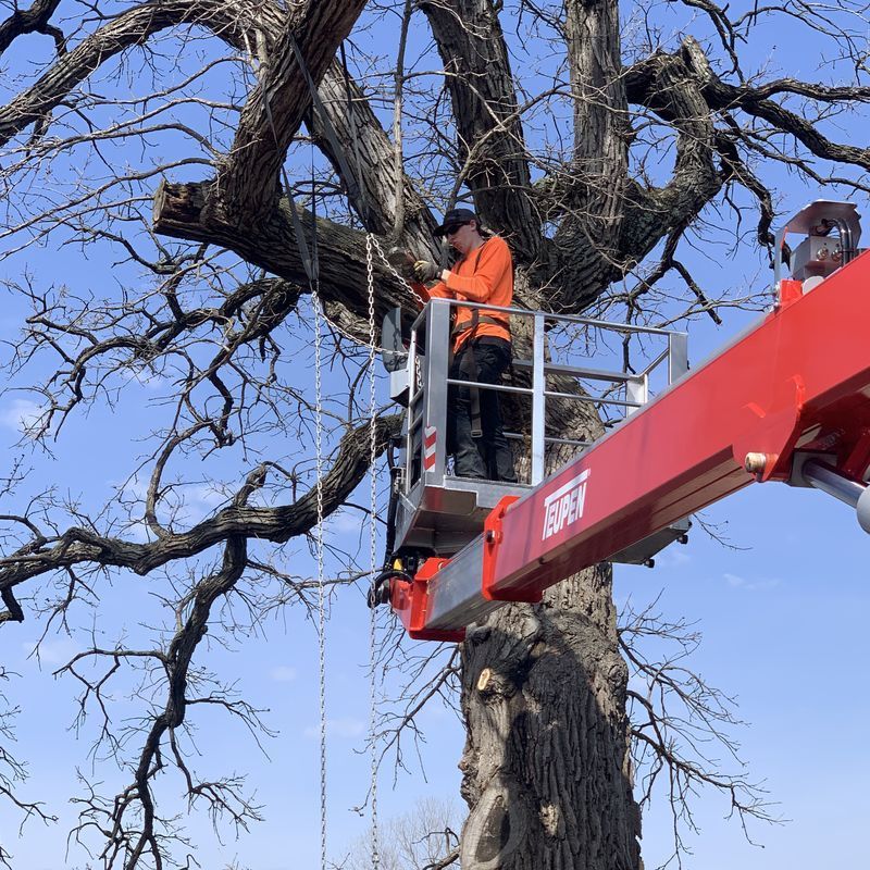 Arborist in bucket lift removing large tree limbs during tree removal in Kenosha, WI