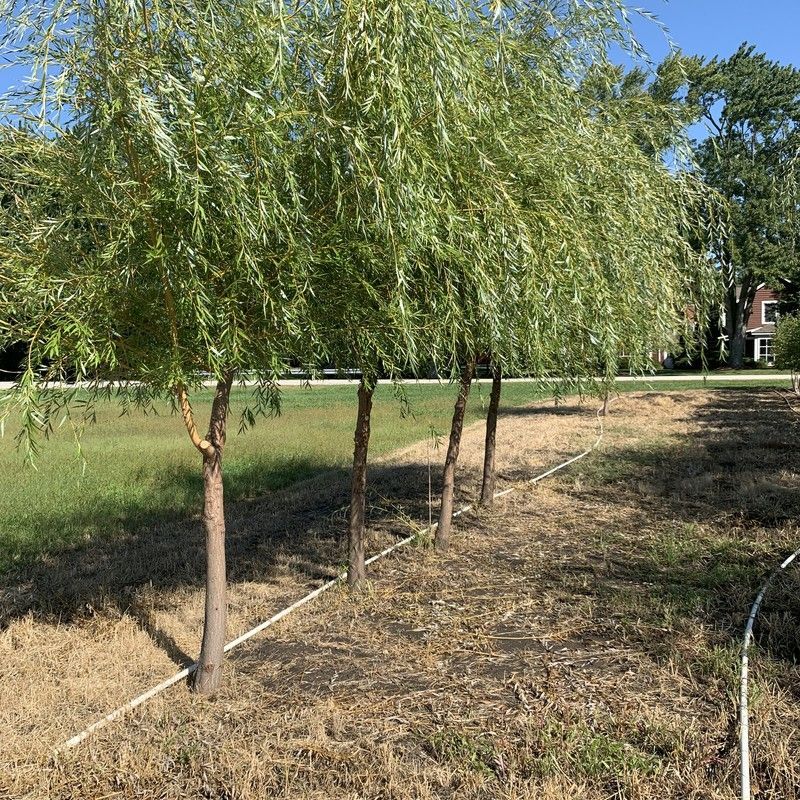 Weeping willow trees planted along a property in Bristol, WI