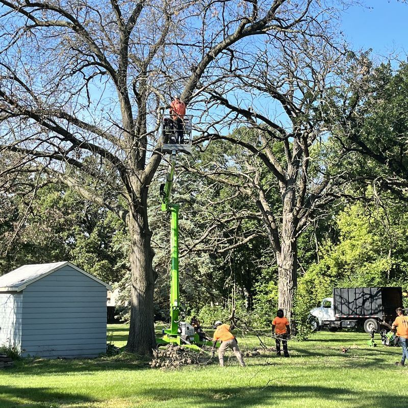 Arborists working high in a bare tree during tree removal in Kenosha, WI