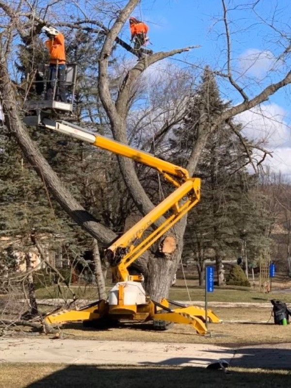 Arborists trimming tree branches from bucket lifts in Silver Lake, WI