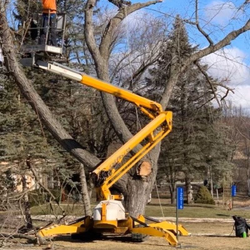 Bucket lift extended into a tree during professional tree removal in Kenosha, WI