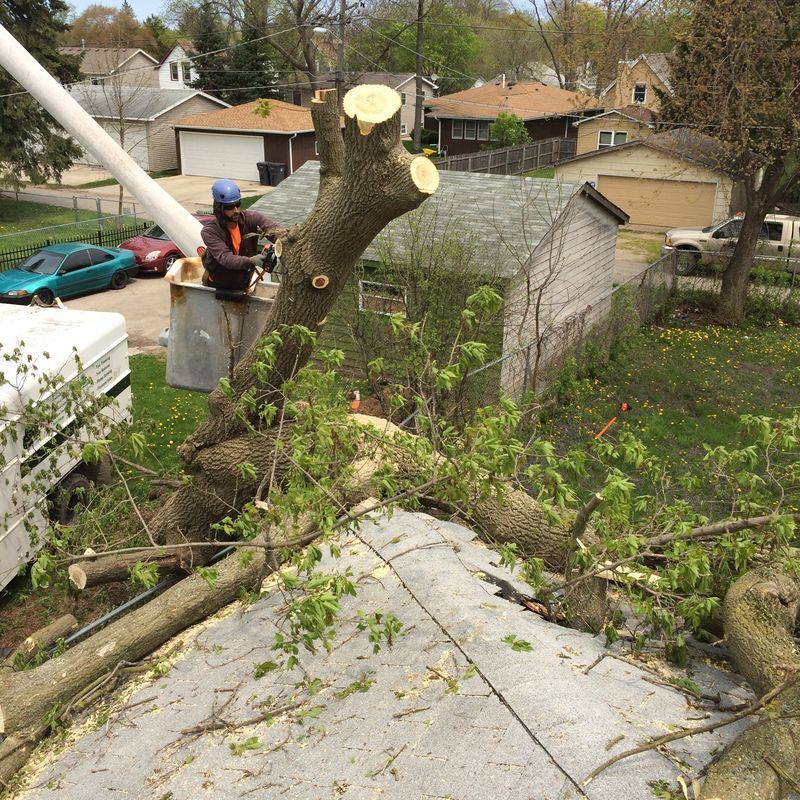 Arborist removing storm-damaged tree branches near a home in Bristol, WI