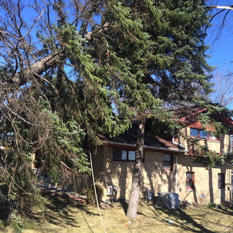 Mature pine tree beside a home before tree removal in Kenosha, WI