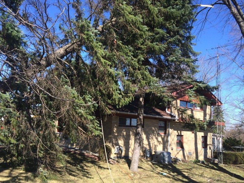 Storm-damaged tree towering over a home before storm cleanup service in Kenosha, WI