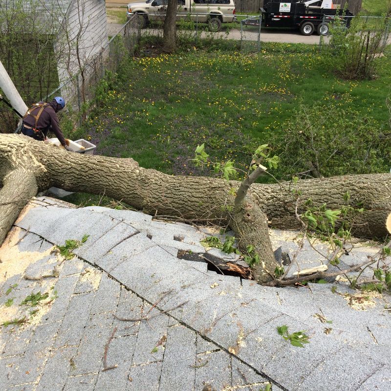Tree fallen in a residential yard during storm damage cleanup