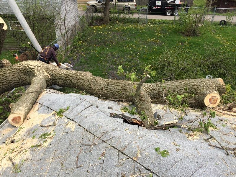 Large storm-damaged tree trunk fallen in a residential yard, Kenosha, WI