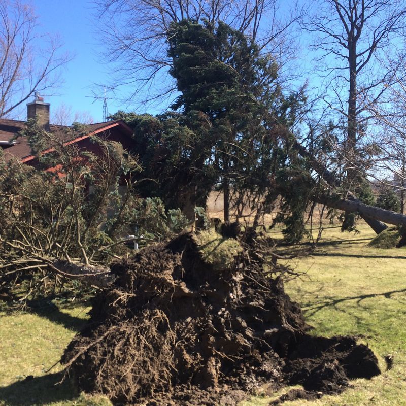 Tree uprooted and fallen against a house after a storm