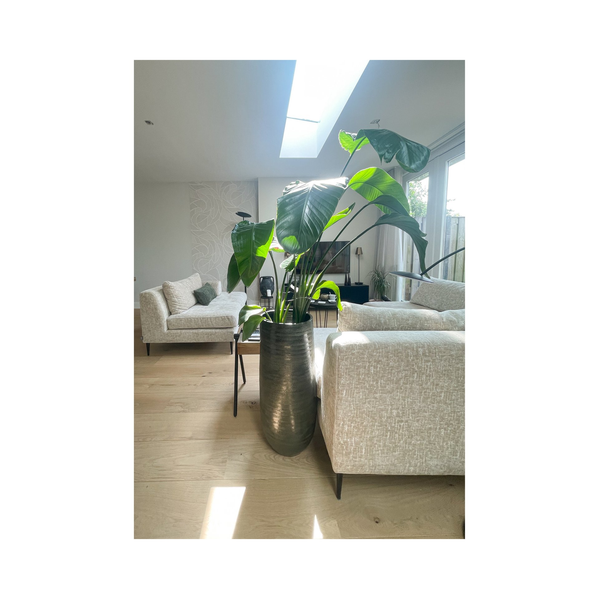 Grote plant in woonkamer met modulaire bank. 