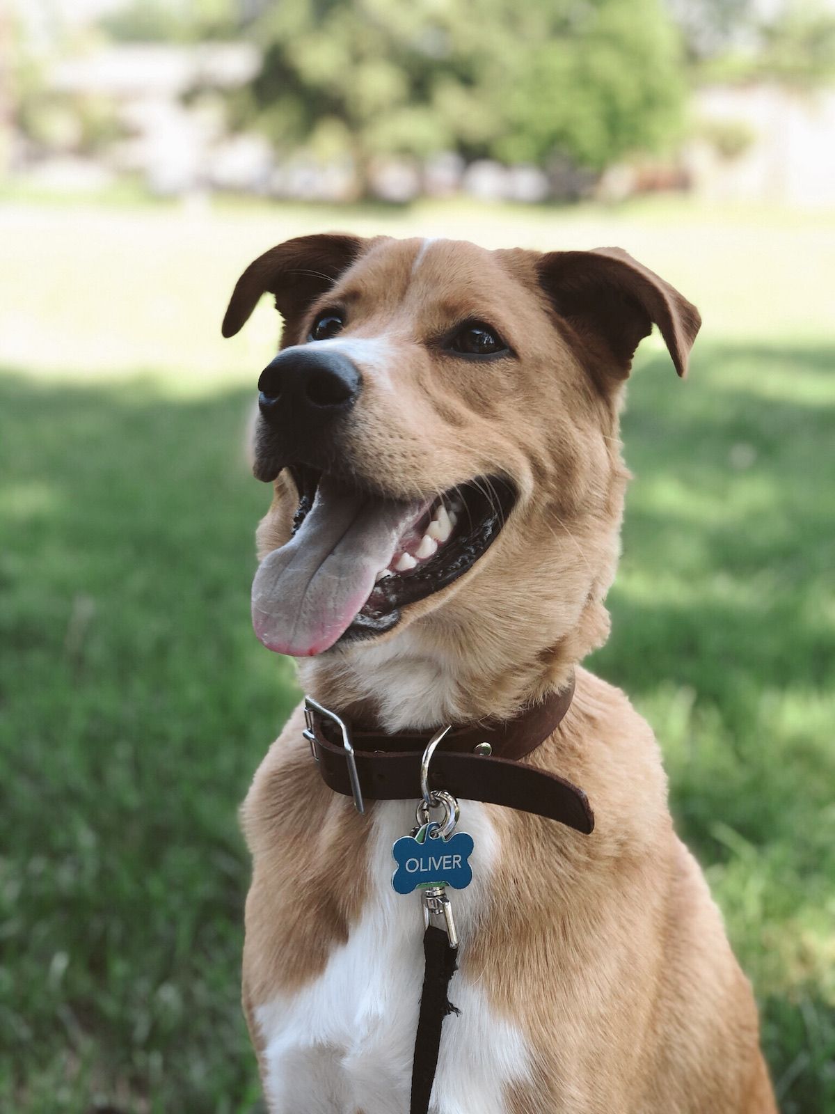 dog photo