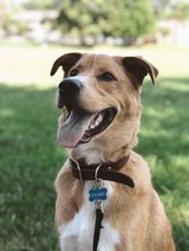 dog photo