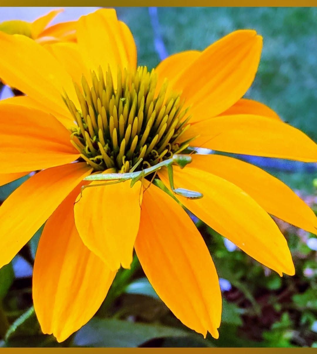 Orange coneflower with a spiky center against a blurred garden background