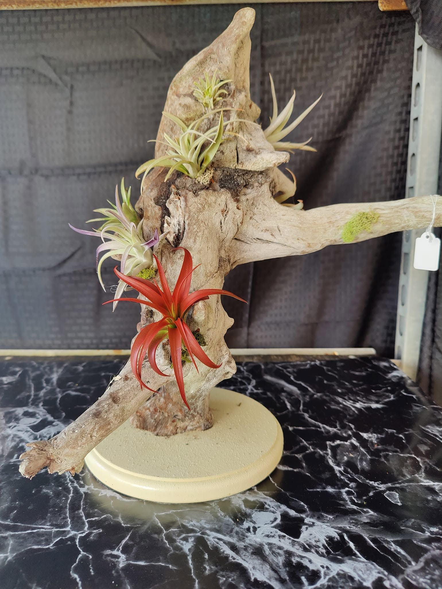 A colorful abstract sculpture on a pedestal, with a red starfish-like form and textured gray surface.
