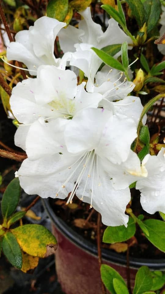 White azalea blossoms with green leaves in a garden pot