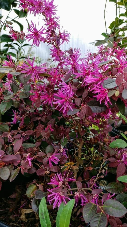 Pink and magenta star-shaped flowers with green leaves in a dense garden vine.