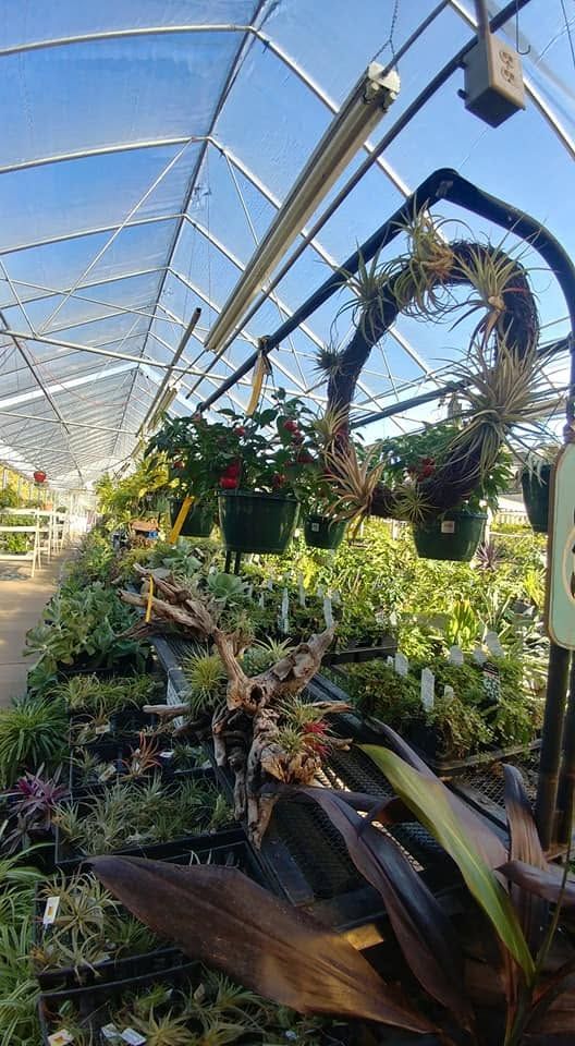 Greenhouse aisle with hanging potted plants and lush foliage under a white arched roof