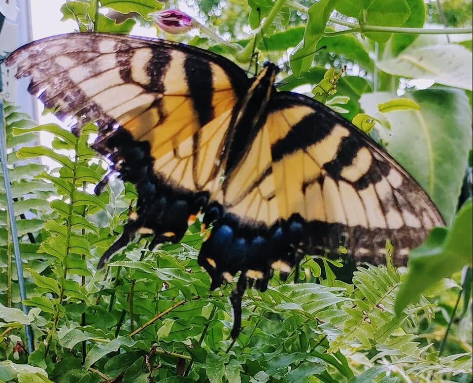 Yellow and black butterfly perched among green leaves and ferns