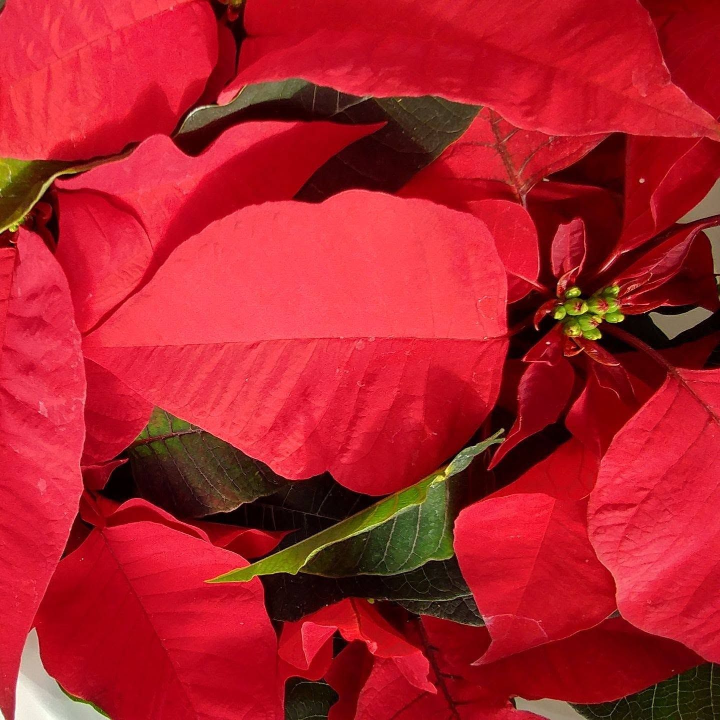 Close-up of bright red poinsettia petals with dark green leaves