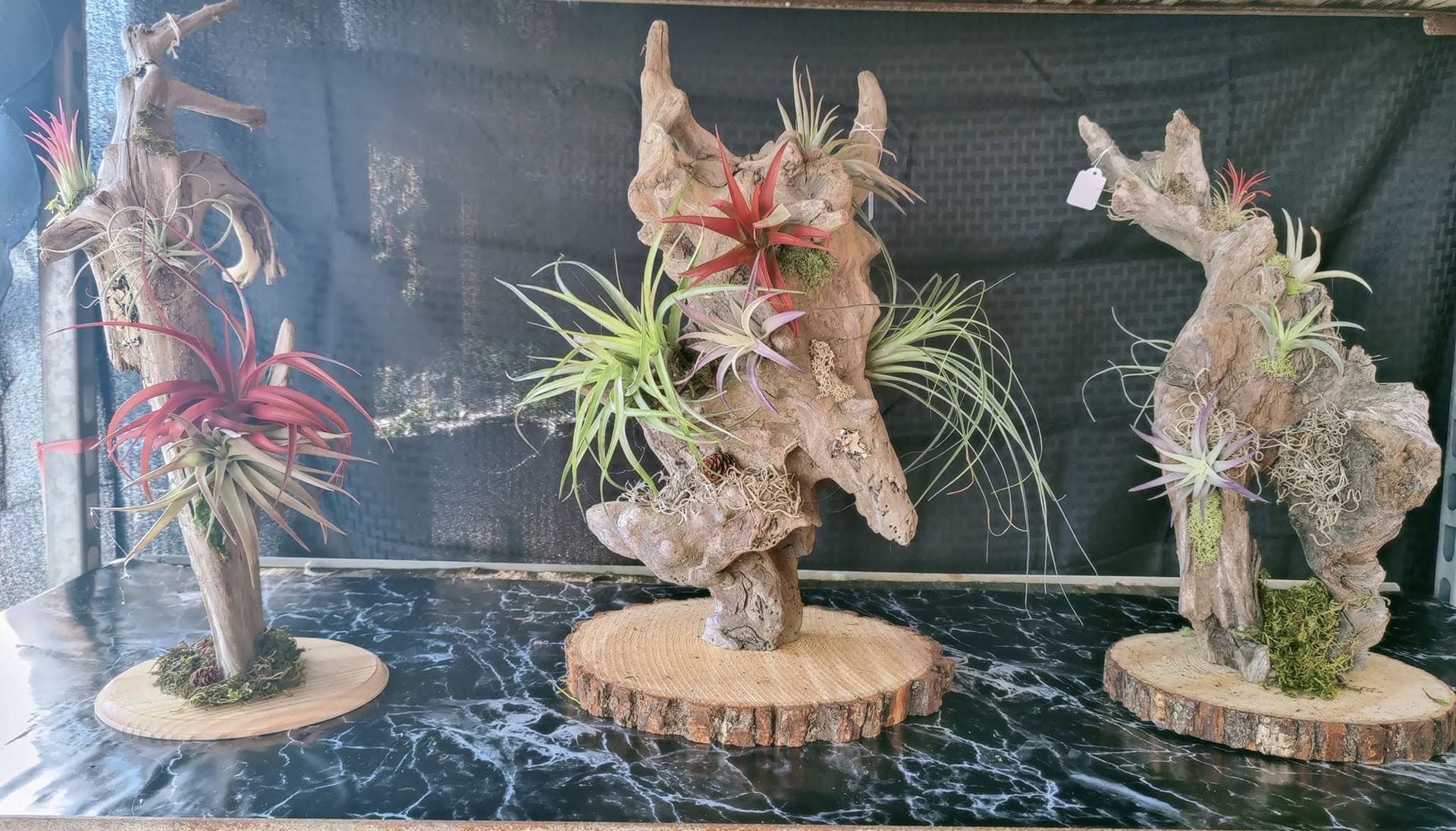 Three decorative driftwood plant displays on round wood bases against a dark backdrop