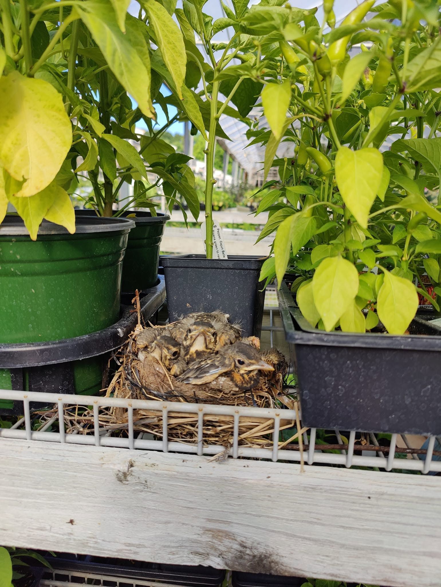 Potted plants with yellowing leaves in a greenhouse or nursery bench