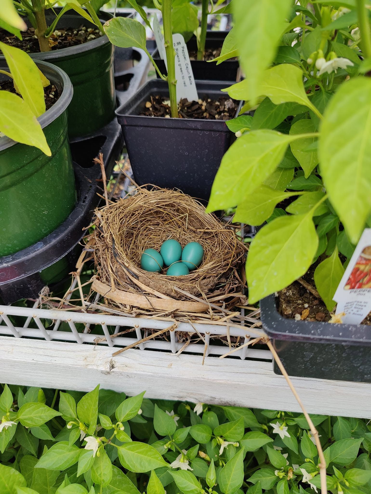 Bird nest with three blue eggs on a shelf among potted plants