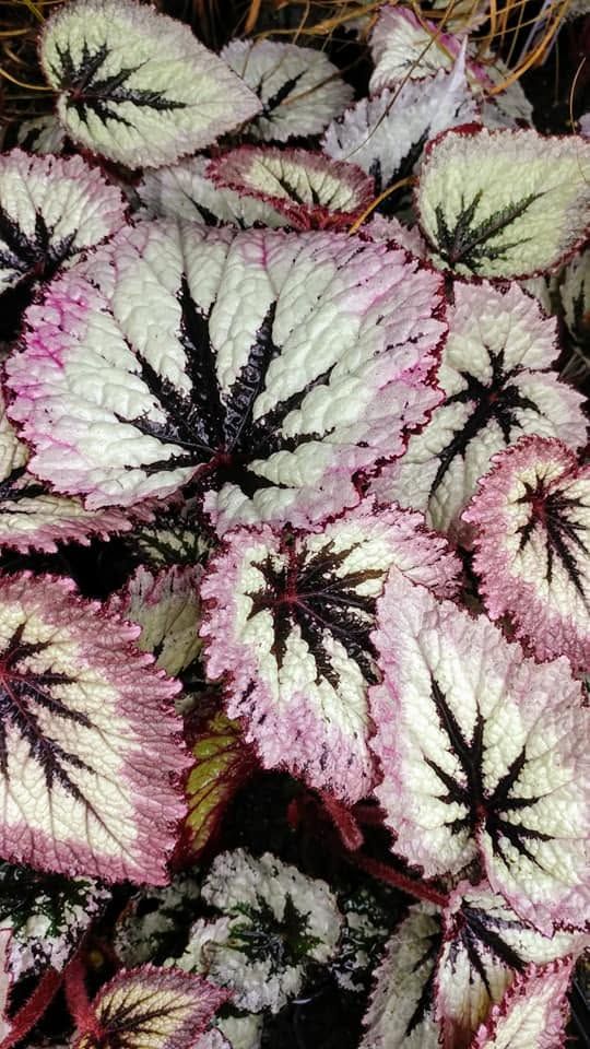 Pink-and-green variegated leaves with dark star-shaped centers, filling the frame