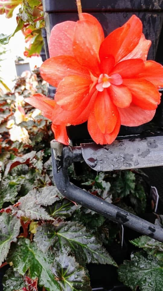Bright orange flower hanging beside a black railing with green leaves in the background