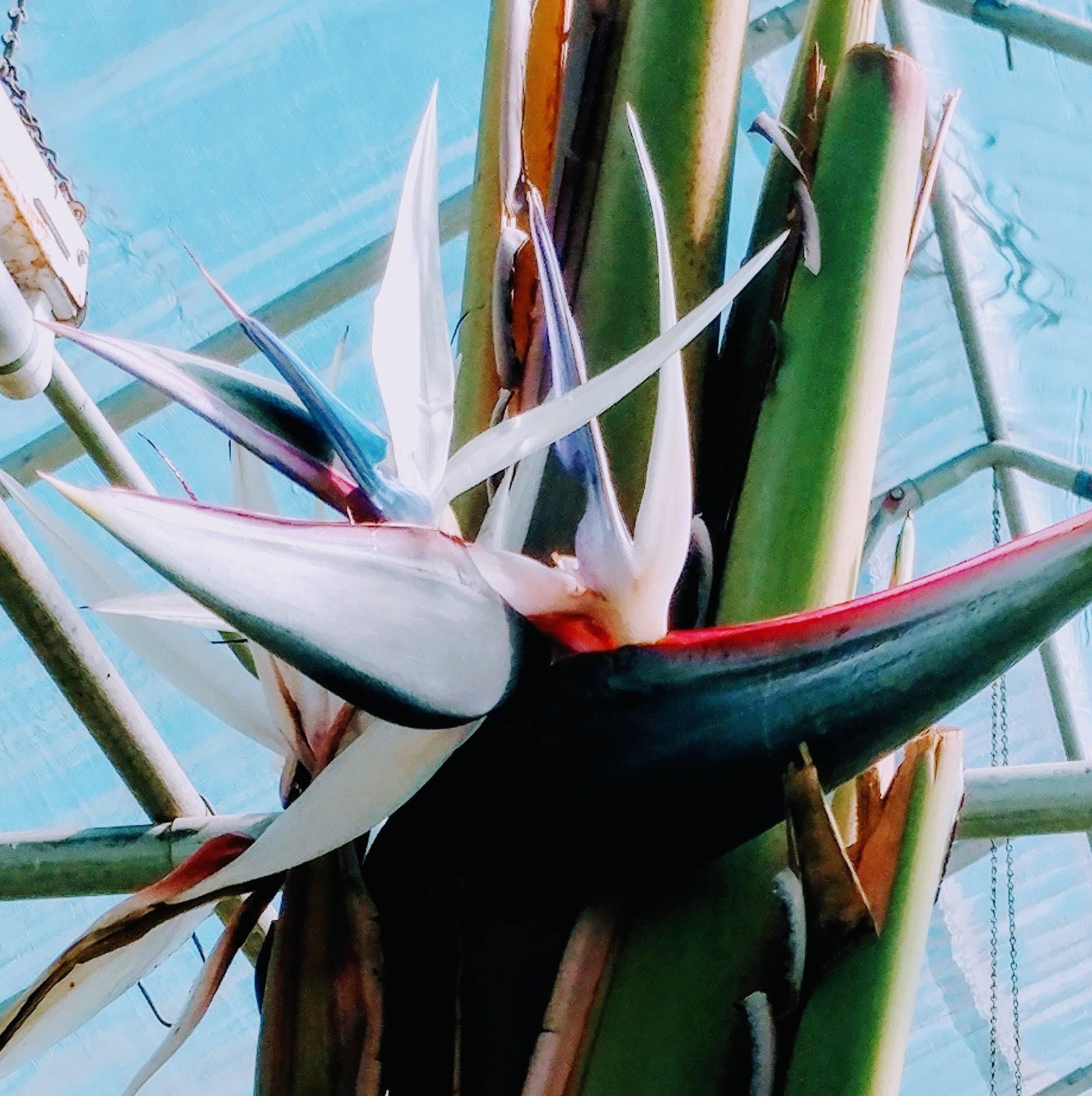 Close-up of a bird of paradise flower with white petals, red edges, and green stems against a blue background