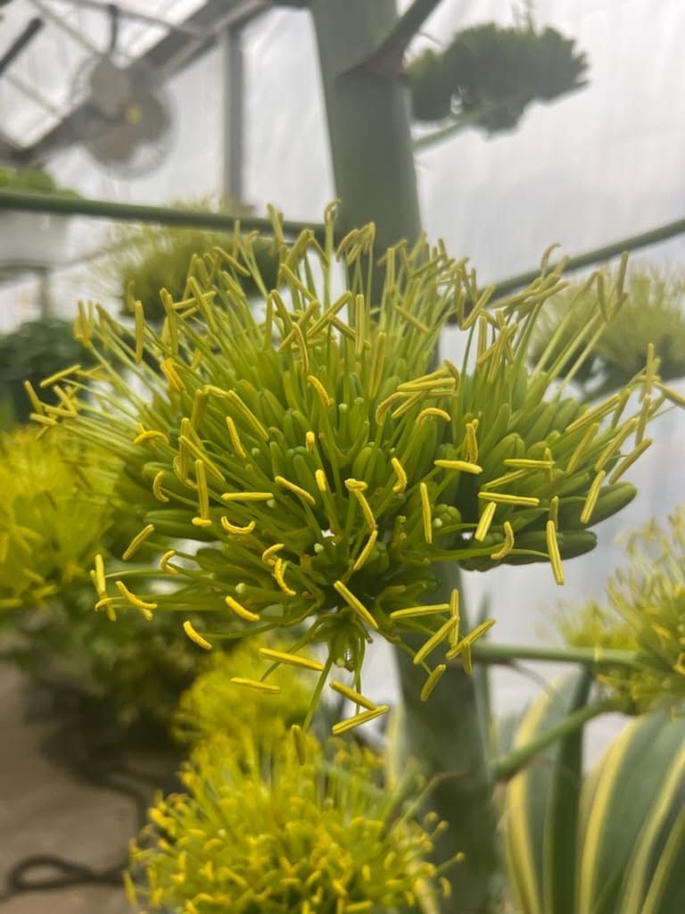 Close-up of a yellow-green flower cluster in a greenhouse with blurred plants in the background