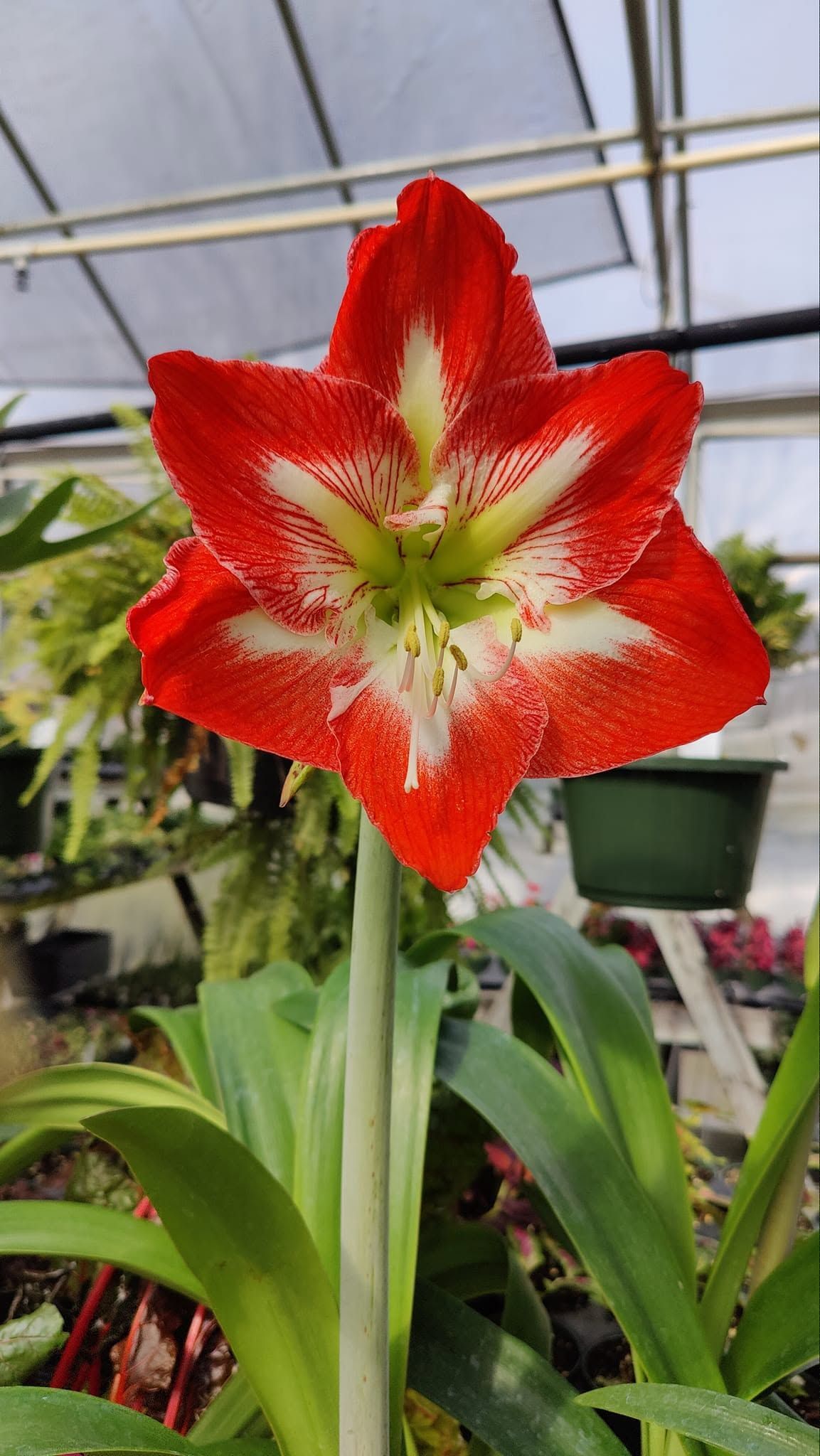 Red-and-white amaryllis flower blooming in a greenhouse, with green leaves and hanging pots in the background