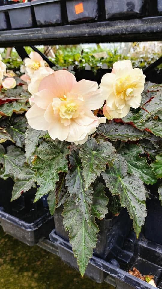 Pale peach and white begonia blooms above dark green leaves in a nursery pot rack.