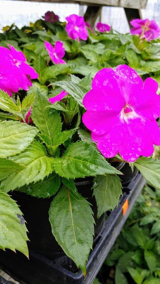 Bright pink flowers blooming among green leaves in a nursery tray