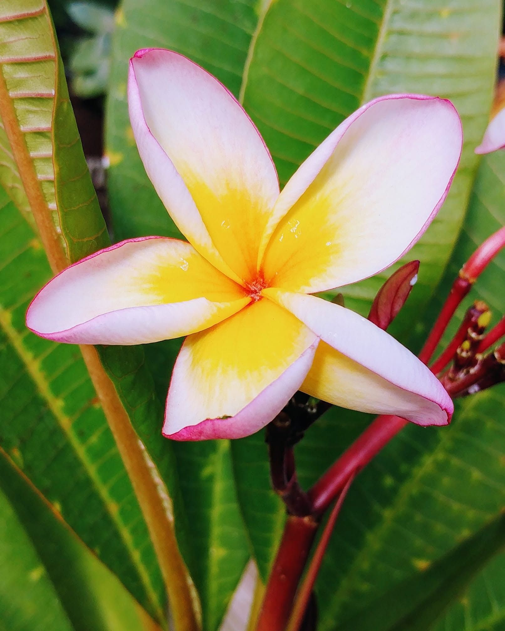 White and yellow plumeria flower with pink edges against green leaves