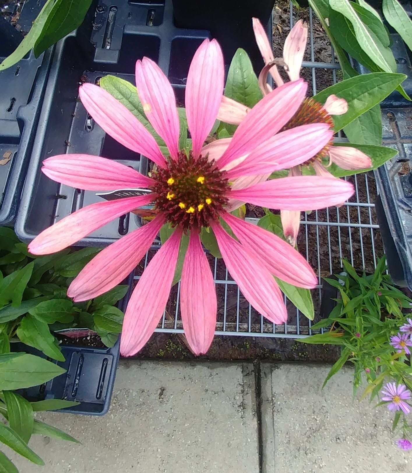 Pink daisy flower with a dark center blooming in a garden planter beside green leaves and pavement