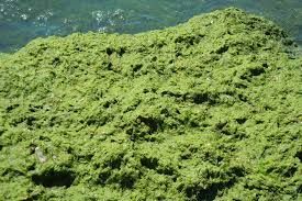 algae